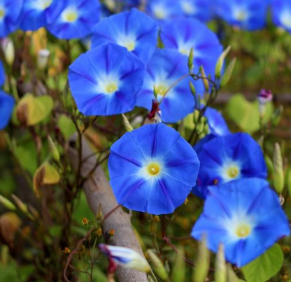 Ipomoea tricolor - Heavenly Blue Morning Glory