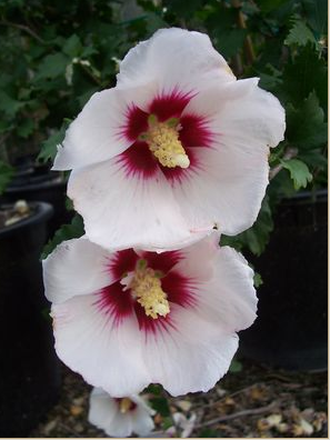 Hibiscus syriacus - Rose of Sharon