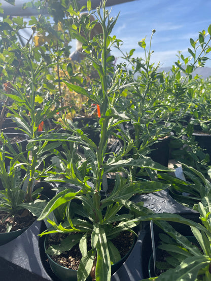 Helenium puberulum - Sneezeweed