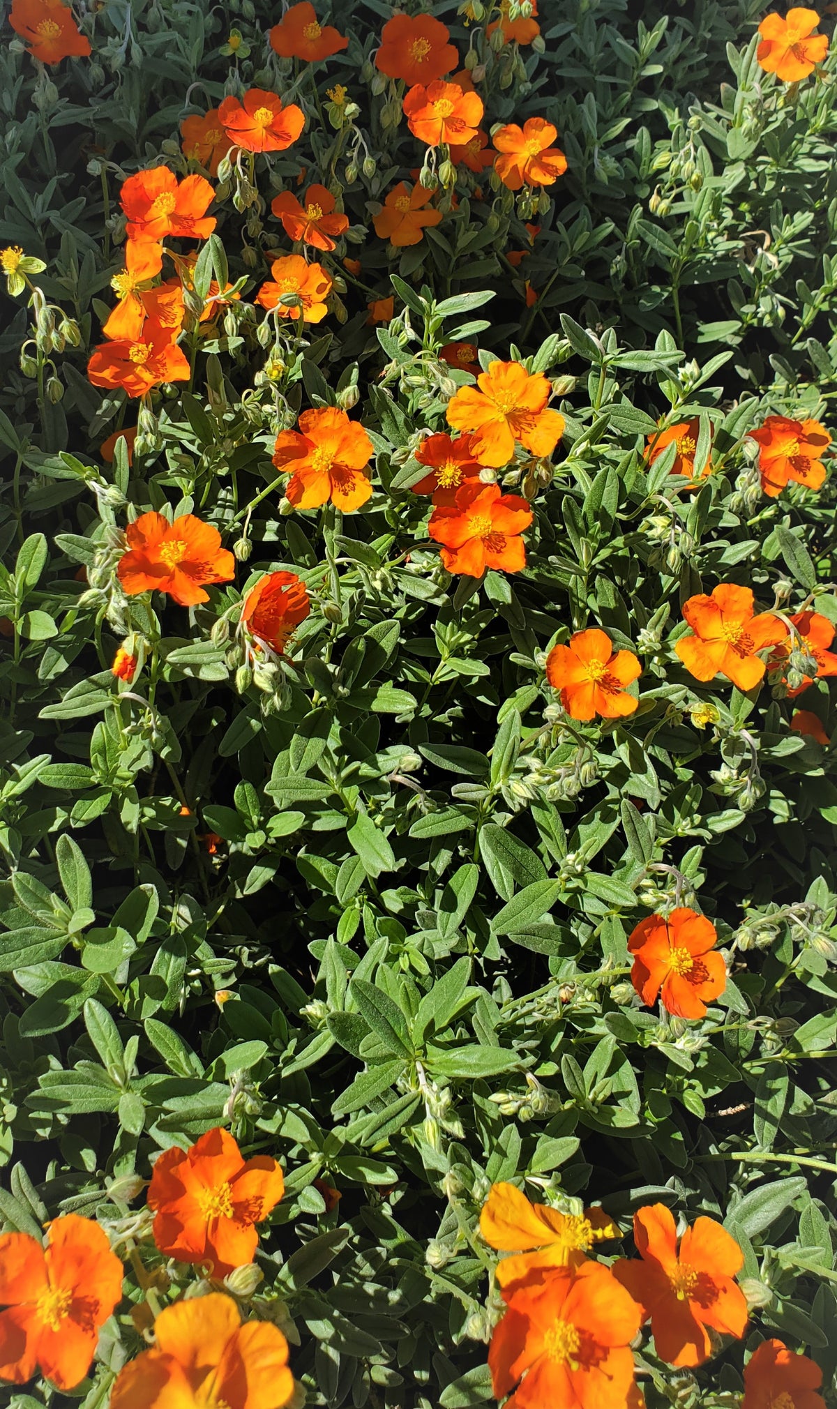 Helianthemum Sunrose in bloom - Monterey Bay Master Gardeners