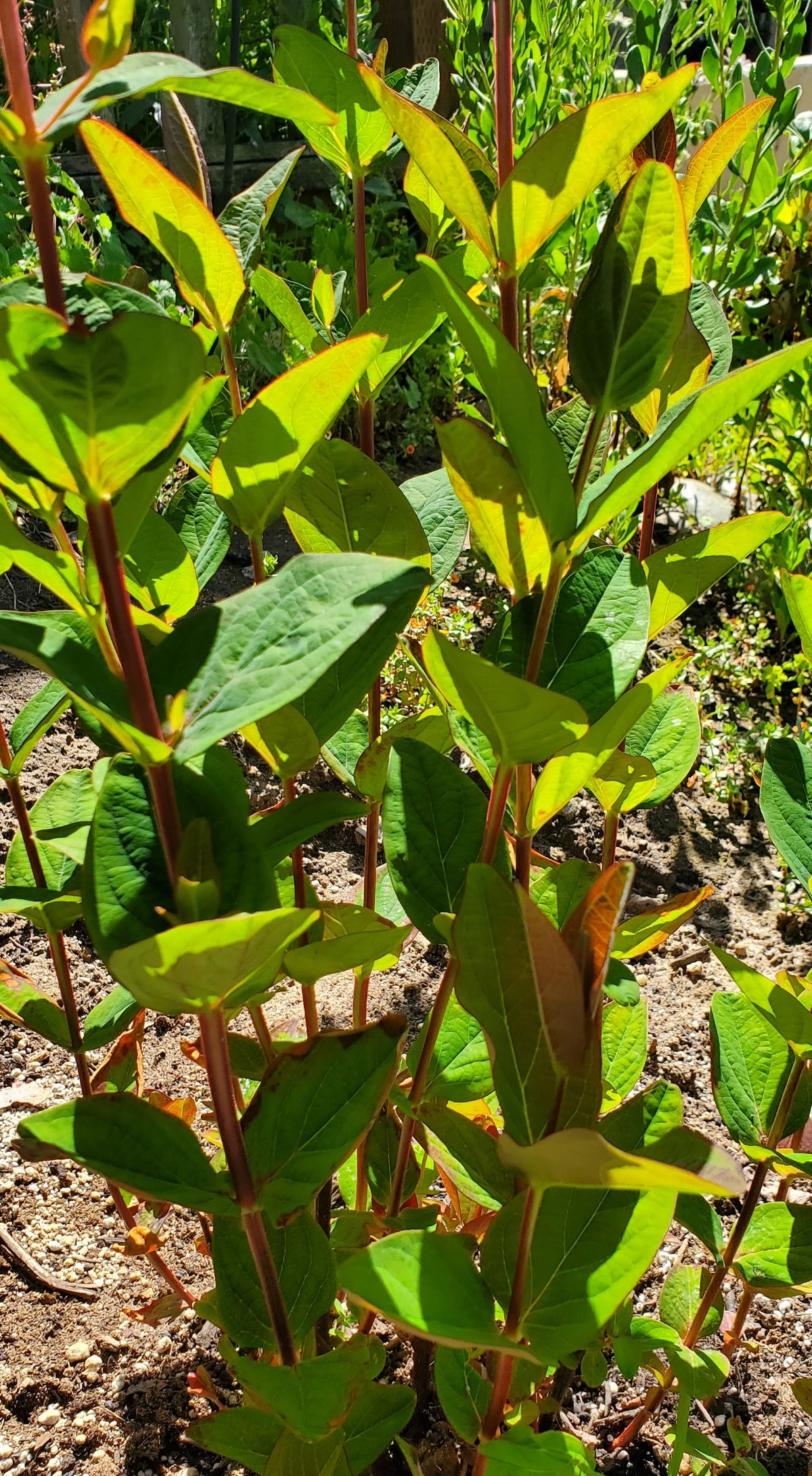 Hypericum × inodorum - St. John's Wort