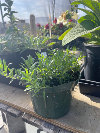 Hyssopus officinalis - True Hyssop