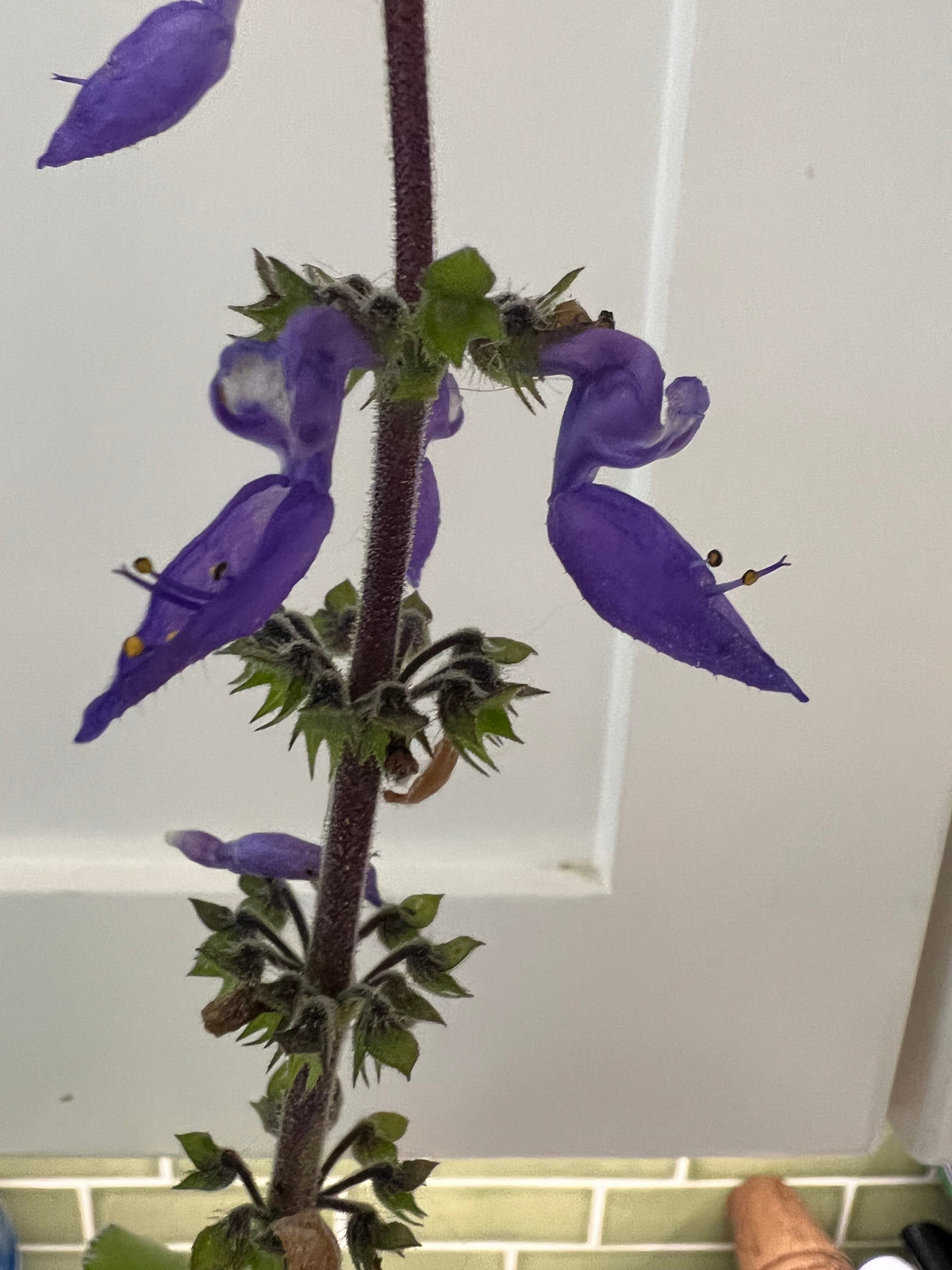 Plectranthus barbatus - Blue Spur Flower