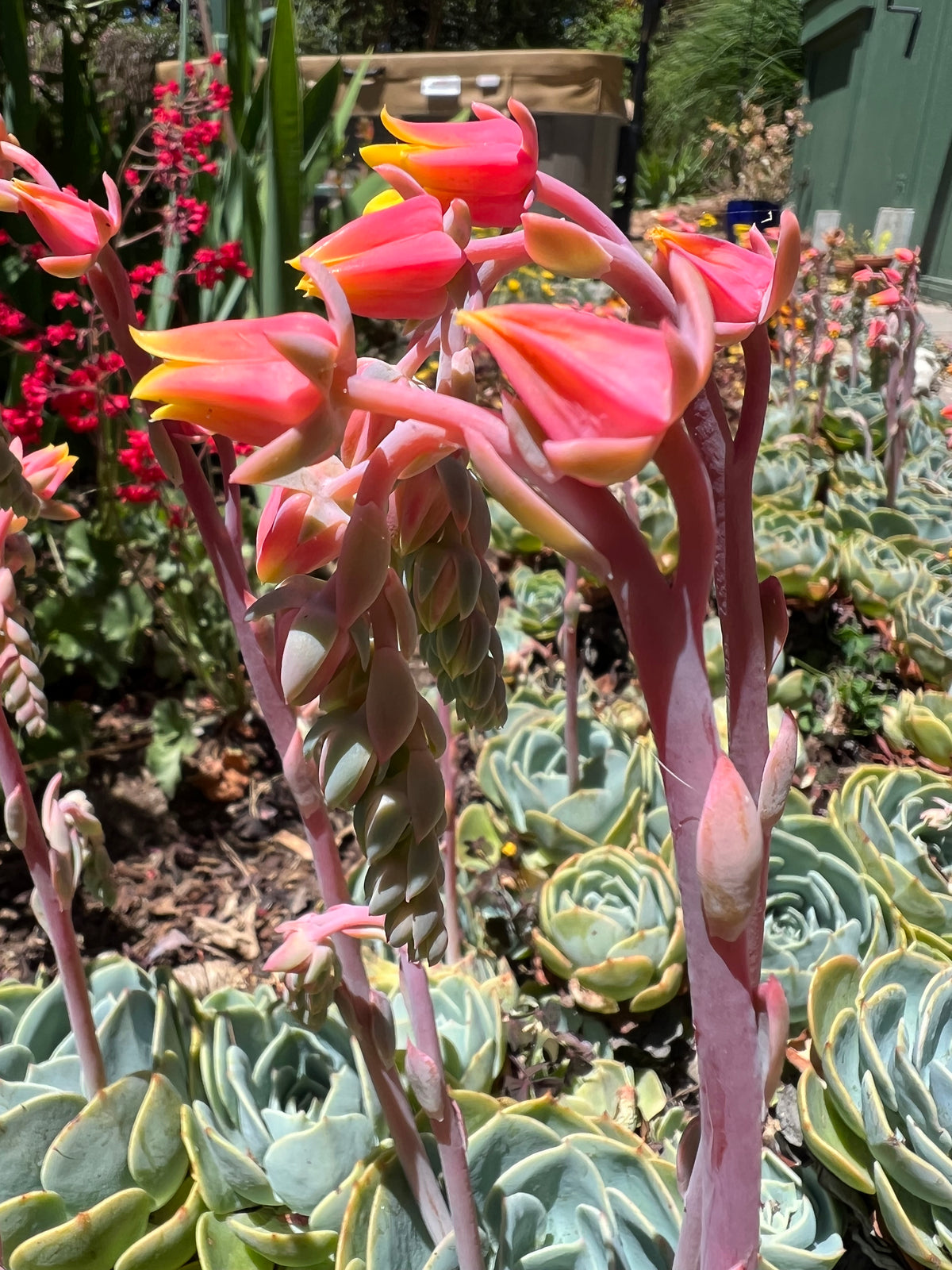 Echeveria - 'Blue Hens and Chicks'