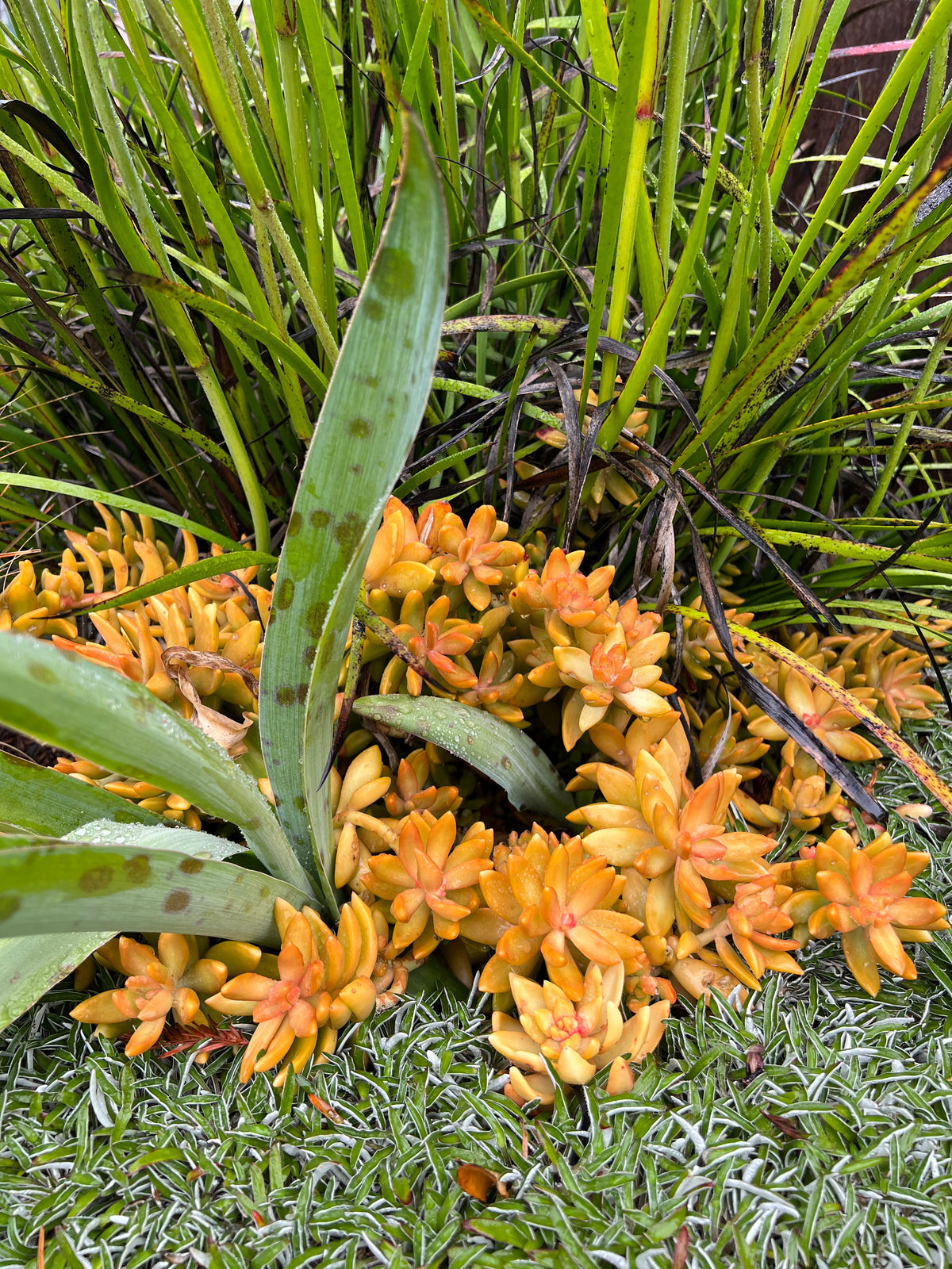 Sedum nussbaumerianum - 'Coppertone stonecrop'