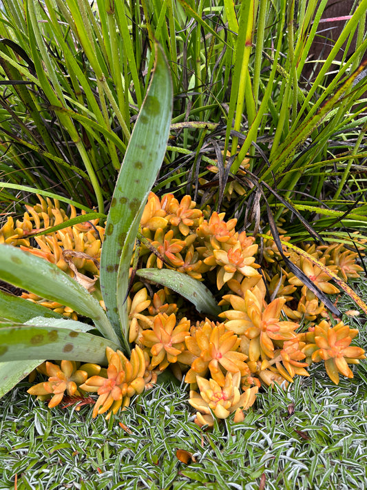 Sedum nussbaumerianum - 'Coppertone stonecrop'