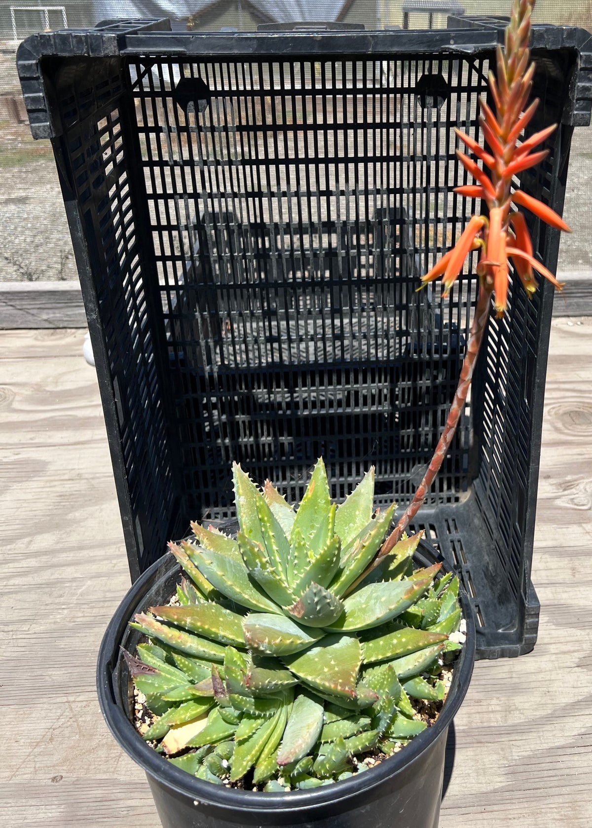 Aloe brevifolia - Short-Leaf Aloe
