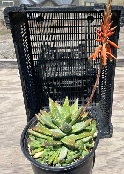 Aloe brevifolia - Short-Leaf Aloe