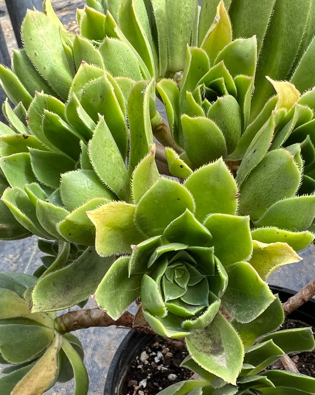 Aeonium simsii - Sims aeonium
