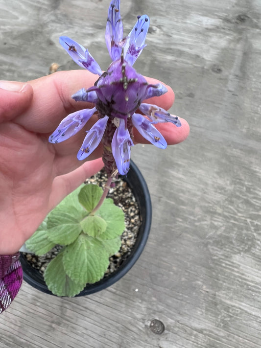 Plectranthus neochilus - Lobster Flower