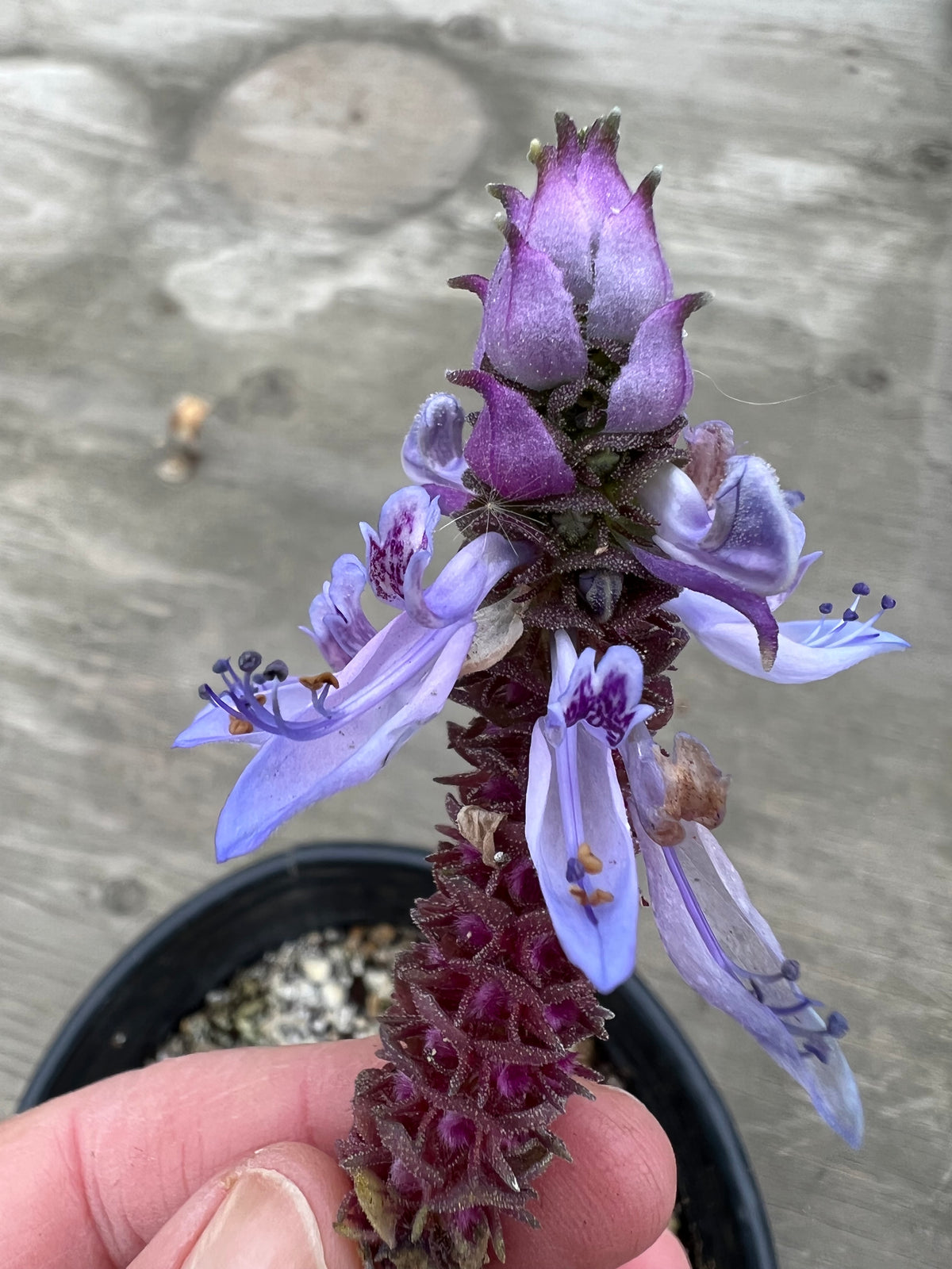 Plectranthus neochilus - Lobster Flower