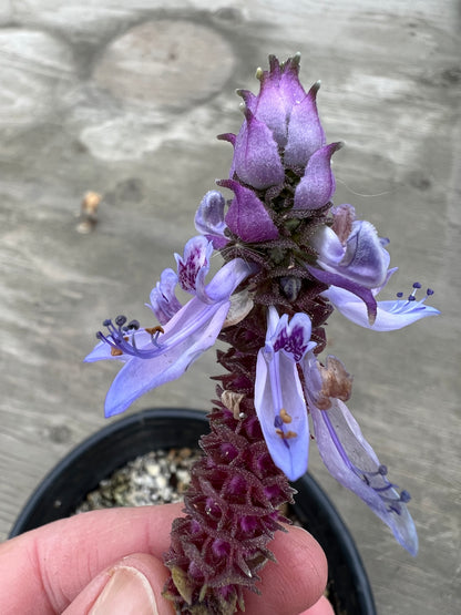 Plectranthus neochilus - Lobster Flower