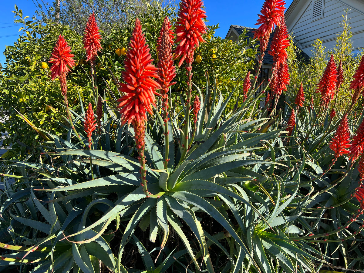 Aloe arborescens - Torch Aloe