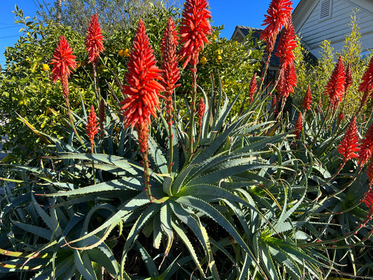 Aloe arborescens - Torch Aloe