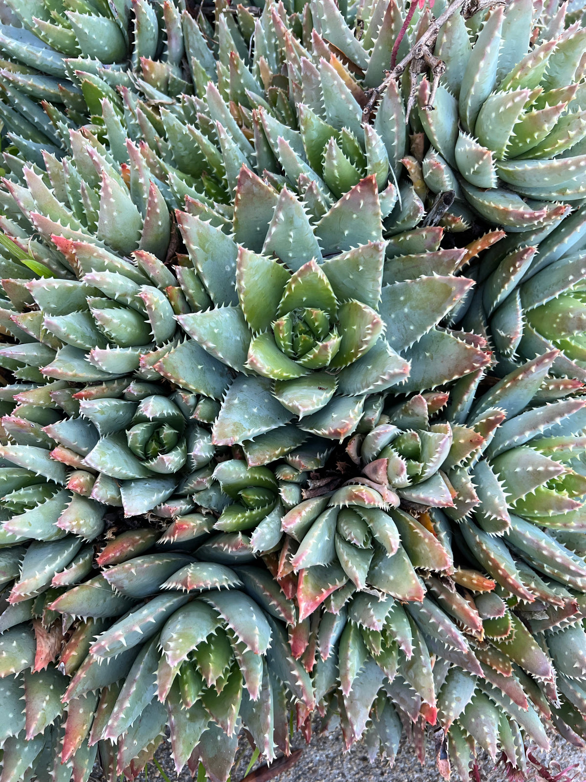 Aloe brevifolia - Short-Leaf Aloe