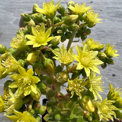 Aeonium simsii - Sims aeonium