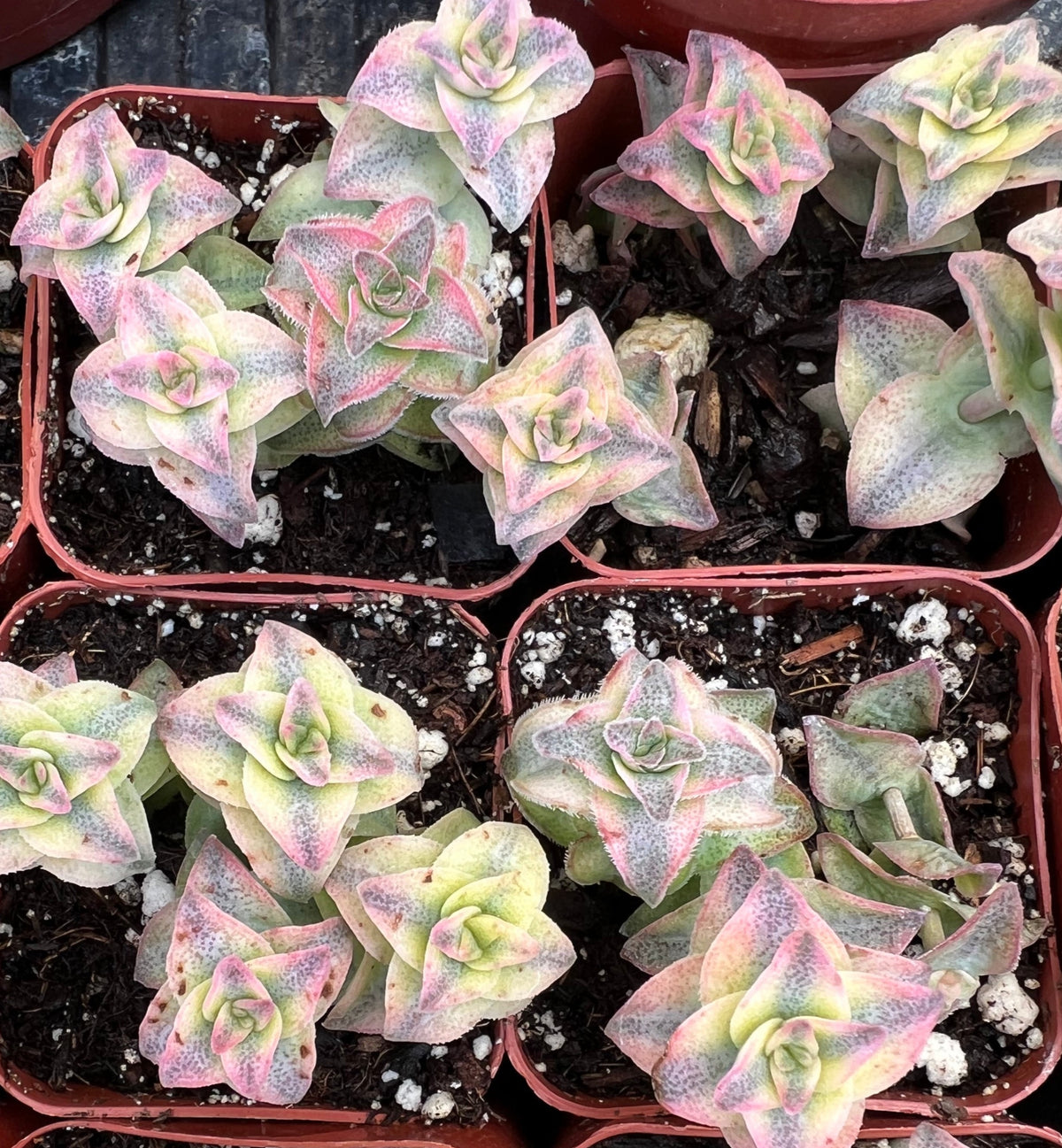 Crassula perforata variegata - Variegated String of Buttons