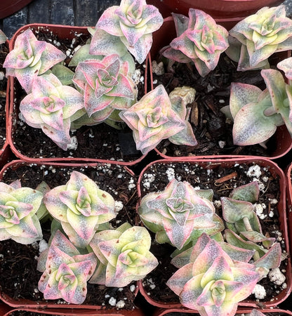 Crassula perforata variegata - Variegated String of Buttons