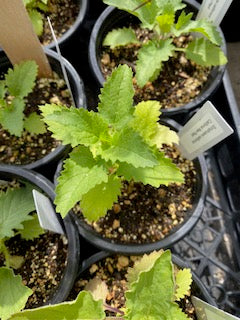 Scrophularia californica - Native Bee Plant