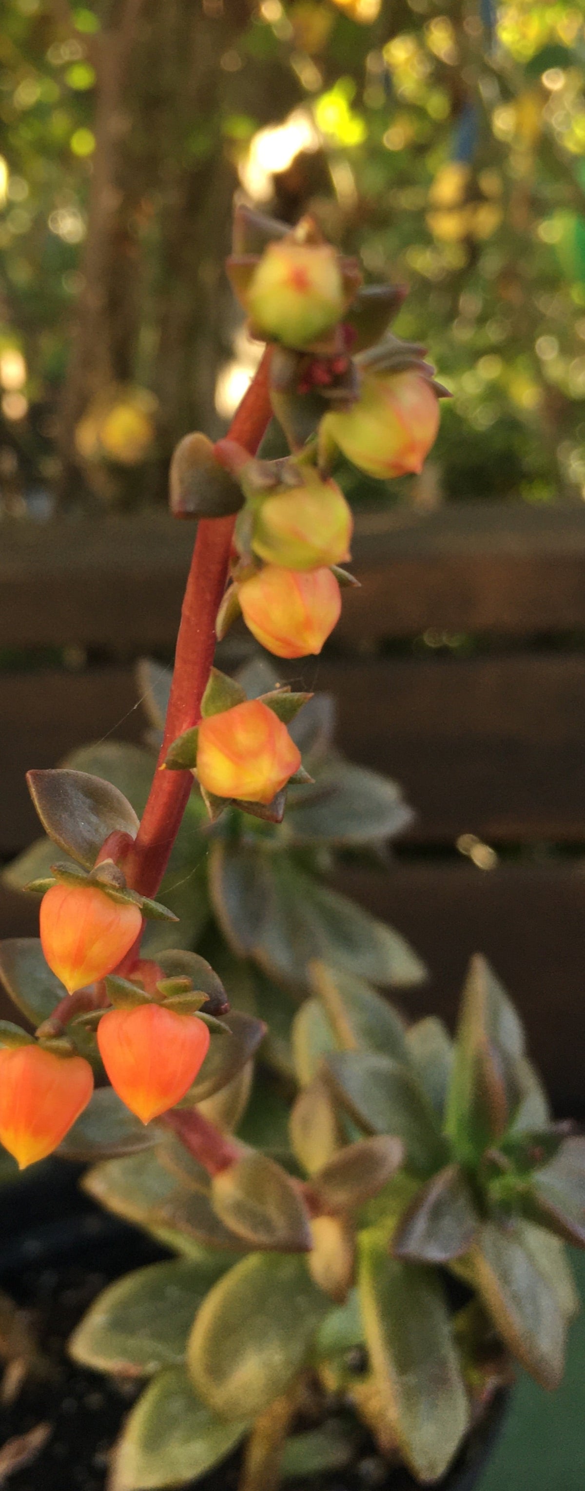 Echeveria compressicaulis