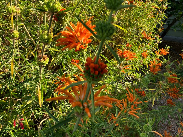 Leonotis leonarus - Lion's Tail
