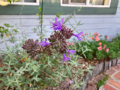 Salvia clevelandii x leucophylla 'Pozo Blue'