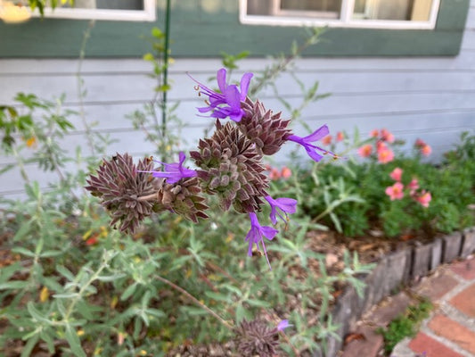 Salvia clevelandii x leucophylla 'Pozo Blue'