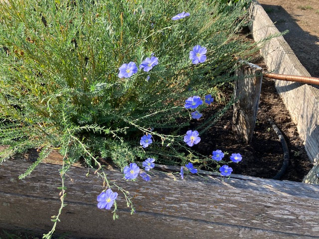 Linum perenne - Blue and Breezy Flax