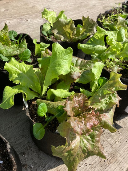 Mini Greens Garden - Specialty item