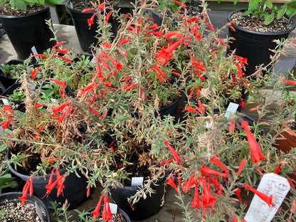 Epilobium canum - Everett's Choice California Fuchsia