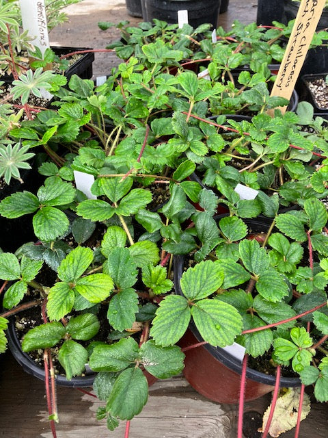 Frageria chiloensis - Beach Strawberry