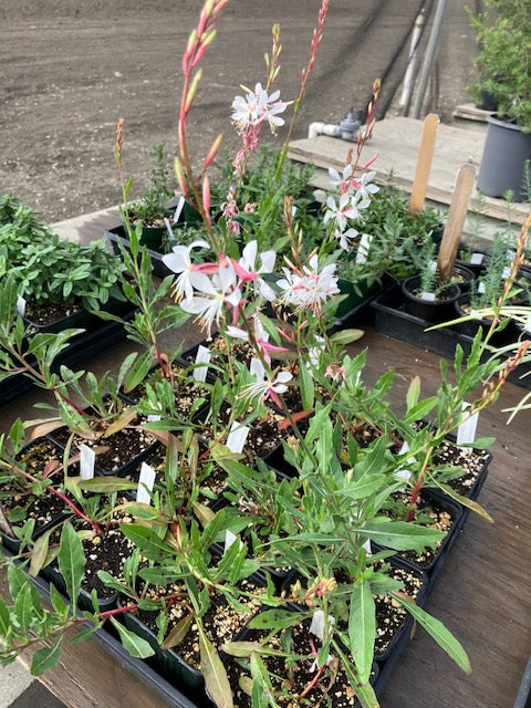 Gaura lindheimeri  - Sparkle White