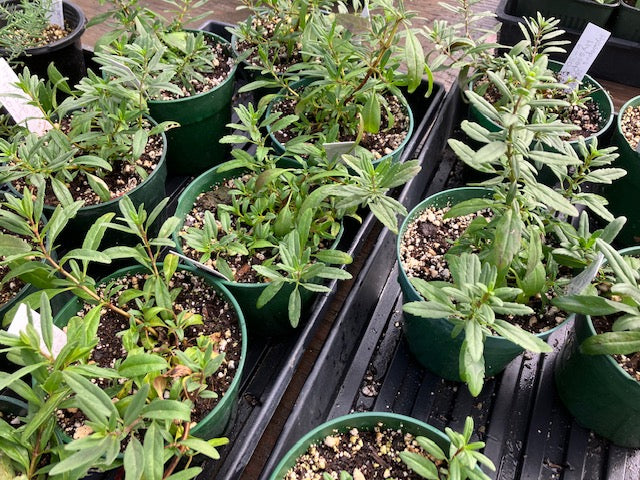 Hyssopus officinalis - True Hyssop