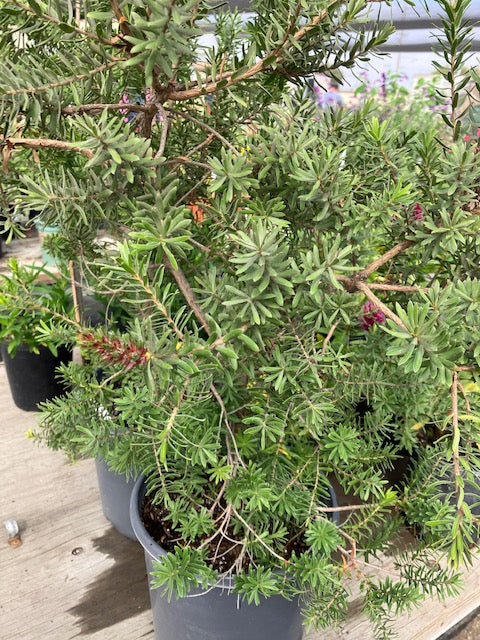 Kunzea baxteri - Scarlet Kunzea