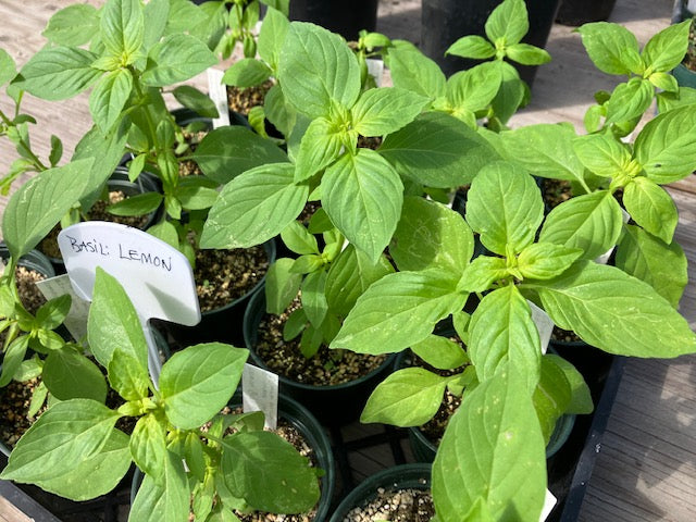 Ocimum basilicum - Lemon Basil - UC Master Gardeners of Monterey and Santa Cruz Counties