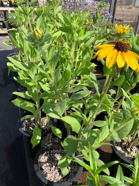 Rudbeckia hirta - Black Eyed Susan