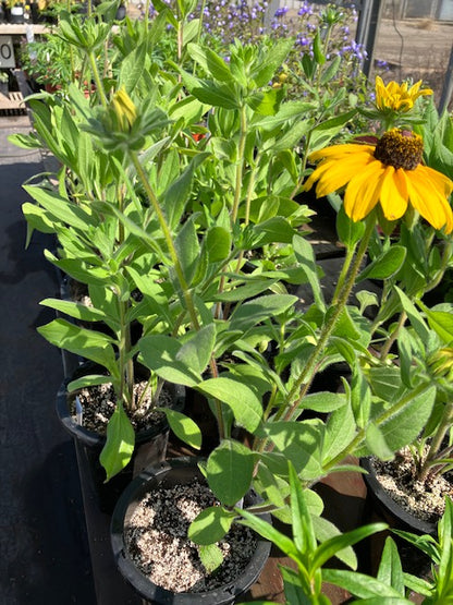 Rudbeckia hirta - Black Eyed Susan