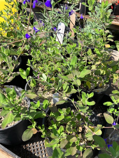 Salvia chamaedryoides 'Germander Sage'