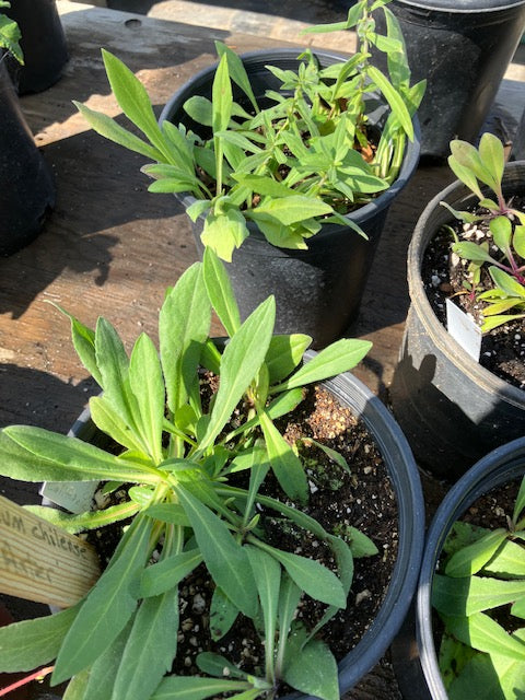 Symphyotrichum chilense - California Aster