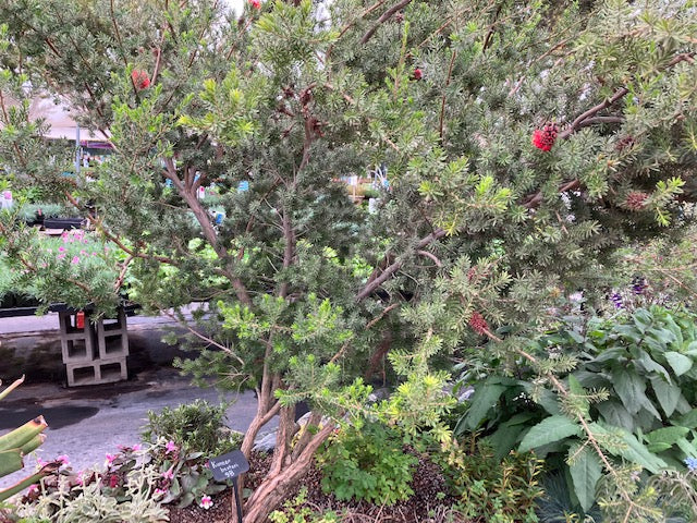 Kunzea baxteri - Scarlet Kunzea