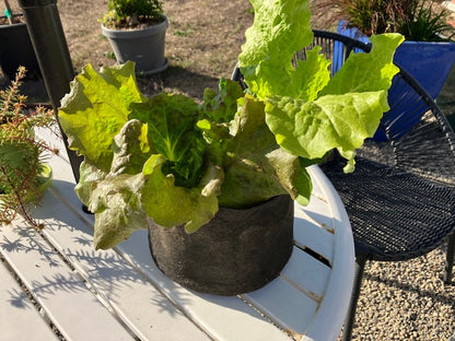 Mini Greens Garden - Specialty item