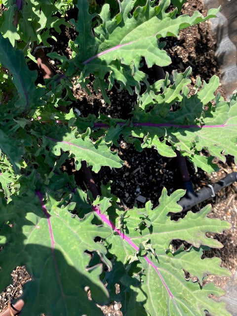 Kale - Red Russian