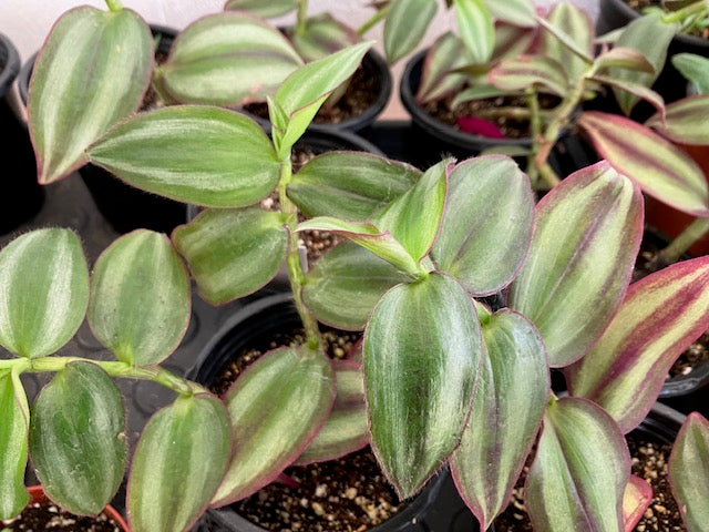 Tradescantia zebrina - Spiderwort, Inch Plant