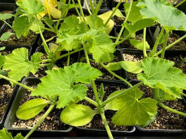 Summer Squash - Black Beauty Zucchini