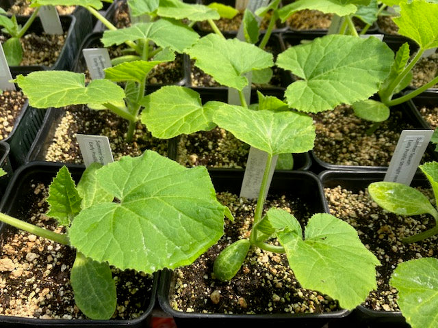 Summer Squash - Early Prolific Straightneck