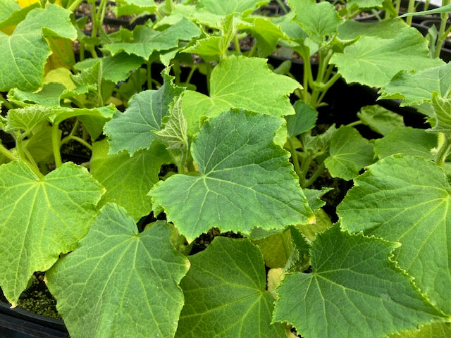 Cucumber - Lemon