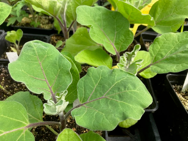 Eggplant - Beatrice