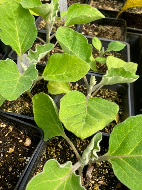 Eggplant - Black Beauty