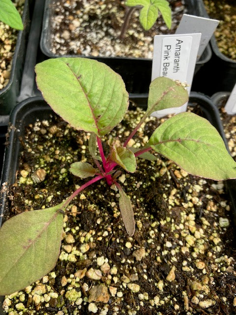 Amaranth - Pink Beauty