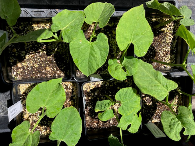 Beans - Contender Bush